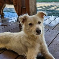 Blanche, chienne à adopter