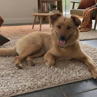 Foxy, chienne à adopter