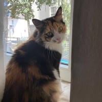 Tricolor Lady Lola sucht Einzelpalast, Katze zur Adoption