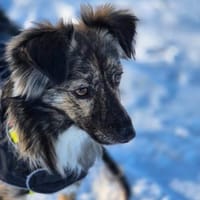 Kinderliebe sehr soziale kleine TITA ♥, Hündin zur Adoption