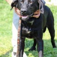 Tibo - neugieriger, verspielter Jungrüde, Hund zur Adoption