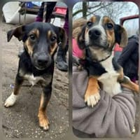 Bolka u. Lolka su. aktive Besitzer, Hund zur Adoption