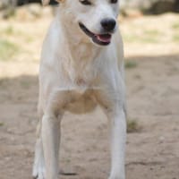 Carina, Pflegestelle in NRW, Hündin zur Adoption