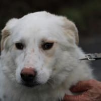 Manja - sensibel u. freundlich, Hündin zur Adoption