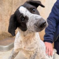 Solaria, in der Tierherberge Donzdorf, Hündin zur Adoption