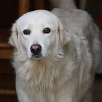 Bianca, Pflegestelle in Hessen, Hündin zur Adoption