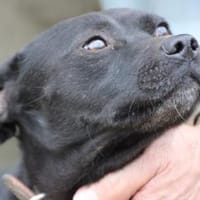 Bonni - kinderlieb u. sehr verspielt, Hund zur Adoption