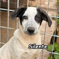 SILENTE, Hund zur Adoption