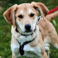 Paquito, liebenwerter Wirbelwind sucht, Hund zur Adoption