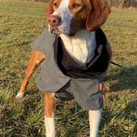 Rosie 💗 wartet in 23617 Stockelsdorf, Hündin zur Adoption