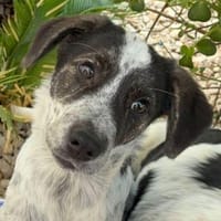 Sandra, in der Tierherberge Donzdorf, Hündin zur Adoption