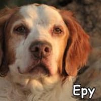 EPY, Hund zur Adoption