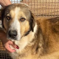Baldo in der Tierherberge Donzdorf, Hund zur Adoption