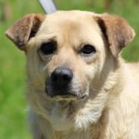 Pablo - ❤verschmust u. zutraulich❤, Hund zur Adoption