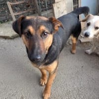 unkomplizierter Trusty sucht Körbchen, Hund zur Adoption