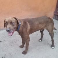 SCHOKO - liebe Seele, Hund zur Adoption