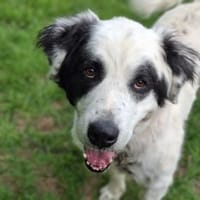 Falco su. hunderefahrene Menschen, Hund zur Adoption