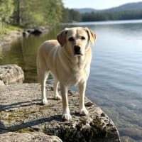 LENI - sanftes Hundemädchen, Hündin zur Adoption