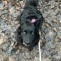 Hier kommt Kaja, Hündin zur Adoption