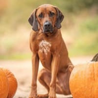 Nilo sucht sein Zuhause, Hund zur Adoption