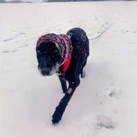 Seelenhündin JANE sucht Zuhause, Hündin zur Adoption