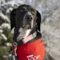 HOUSTON - ein bildhübscher Kerl, Hund zur Adoption