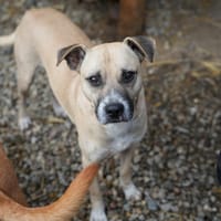 CRUMBLE - sanft und mutig, Hund zur Adoption