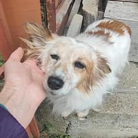 sanfte Seniorin SUSI ♥, Hündin zur Adoption