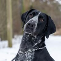 Luna, Hündin zur Adoption