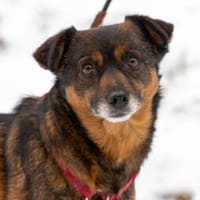 Senna, Hündin zur Adoption