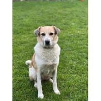 Wanya - wartet in 76477 Elchesheim-Illin, Hündin zur Adoption