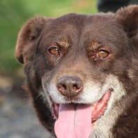 Brownie - sehr verschmust u. kinderlieb, Hündin zur Adoption