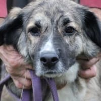 Minka - zutraulich u. kinderlieb, Hündin zur Adoption