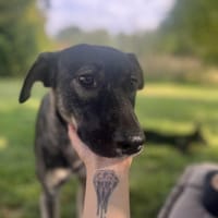 Junghund MORITZ sucht seinen Menschen!, Hund zur Adoption