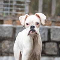 Süsser Boxer Jungspund Sammy, Hund zur Adoption