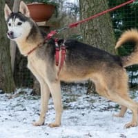 Damon, Hund zur Adoption