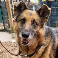 superliebe Lena (Tierschutz), Hündin zur Adoption