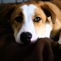 Mica - ein echtes Juwel auf 4 Pfoten, Hündin zur Adoption