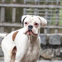 Iron - lieber Boxer sucht seine Menschen, Hund zur Adoption