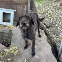 Liebe Drahthaar Mix Hündin, Hündin zur Adoption