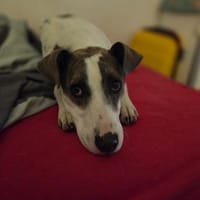 Gigi, der perfekte Zweithund, Hündin zur Adoption