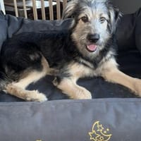 Krümel - aktiver, lernwilliger Junghund, Hund zur Adoption