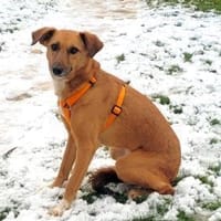 sanfte, schüchterne Nabia (Tierschutz), Hündin zur Adoption