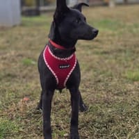 Snjeska - fröhlich & lebhaft, Hündin zur Adoption