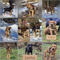 10 Charmante Welpen suchen Familien, Hund zur Adoption