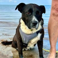 Liebe mittelgroße Hündin, 5 Jahre, Hündin zur Adoption