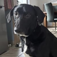 anhänglicher Doby, bereits bei Monschau, Hund zur Adoption