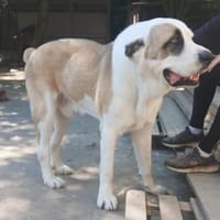 Darius sucht ein Zuhause, Hund zur Adoption