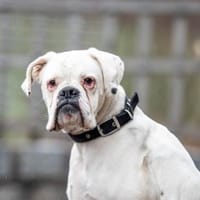 Boxermaus Emma sucht ihre Menschen, Hündin zur Adoption