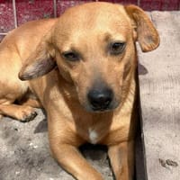 Dackel Mix, Rüde, 3 Jahre, Hund zur Adoption